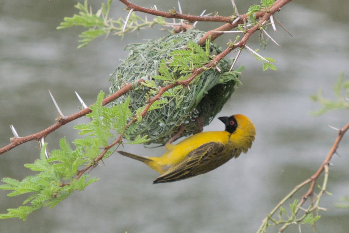 Southern Masked-Weaver - ML634984408