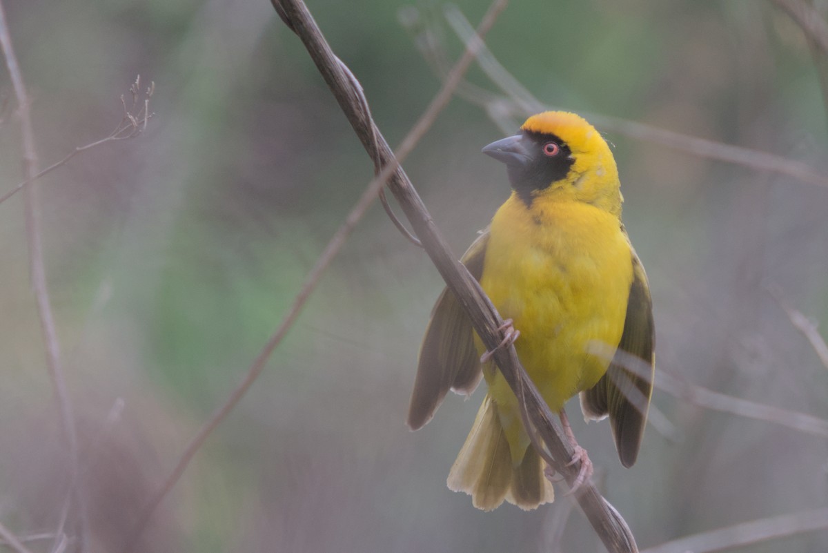 Southern Masked-Weaver - ML634984409