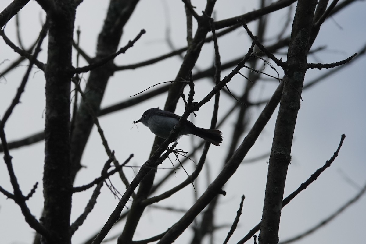 Blue-gray Gnatcatcher - ML634984439