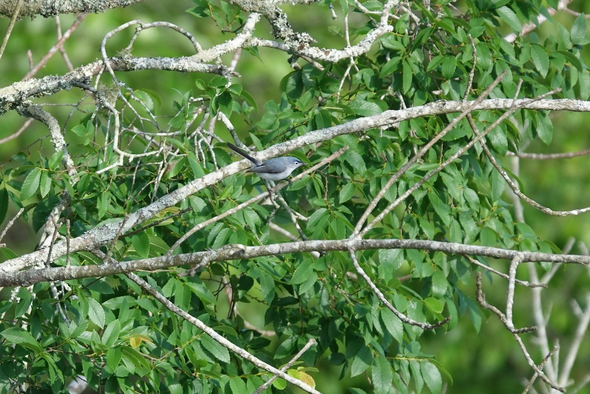Blue-gray Gnatcatcher - ML634984443