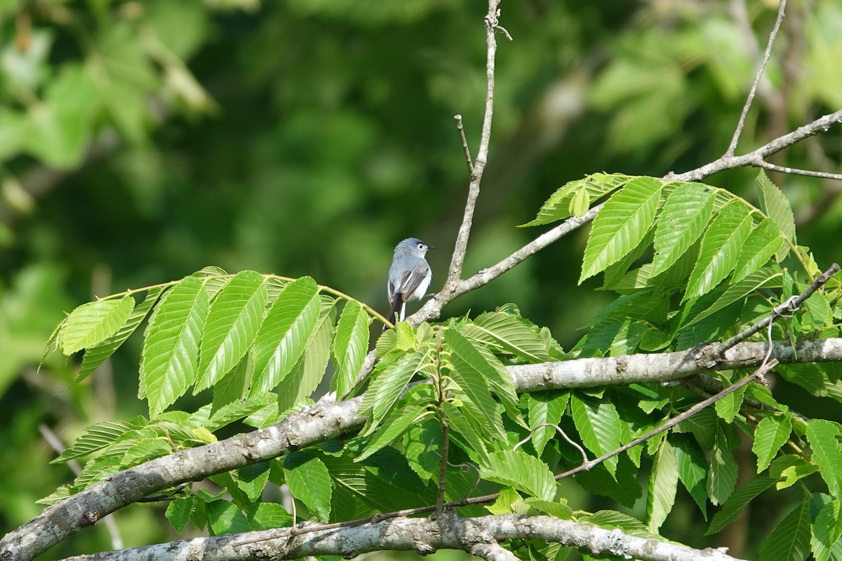 Blue-gray Gnatcatcher - ML634984444
