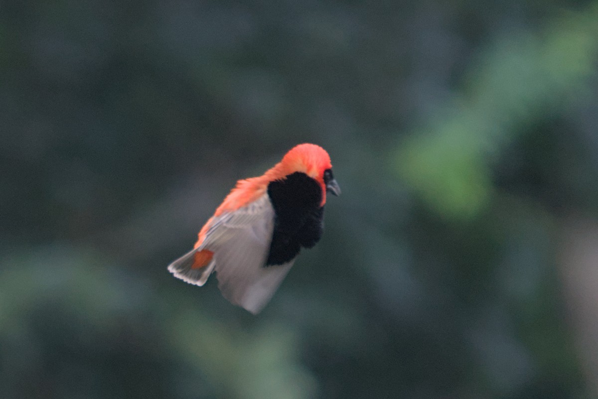 Southern Red Bishop - ML634984455