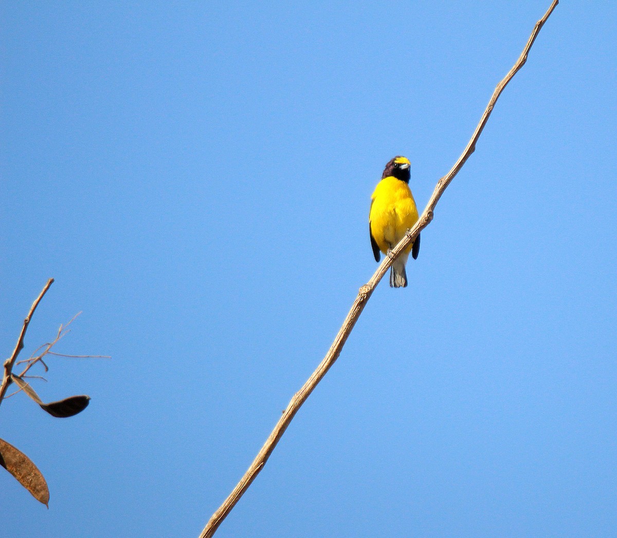 West Mexican Euphonia - ML634984471