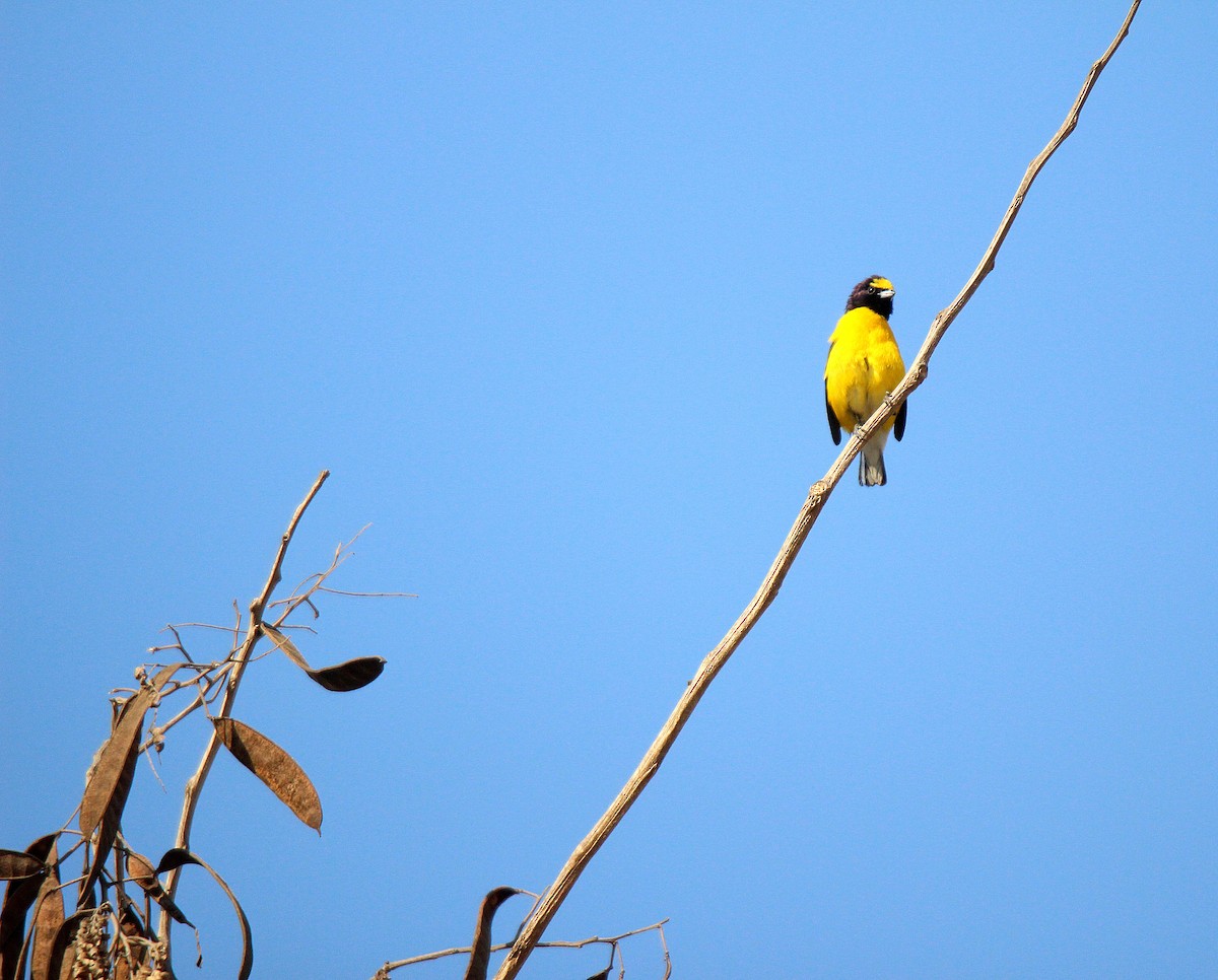 West Mexican Euphonia - ML634984473