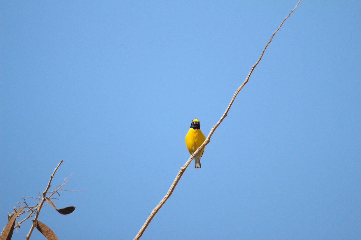 West Mexican Euphonia - ML634984474