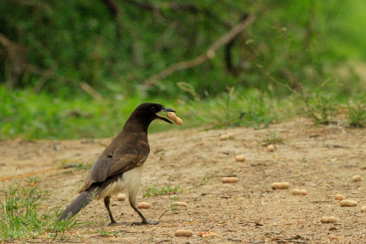 Braunhäher - ML634984617