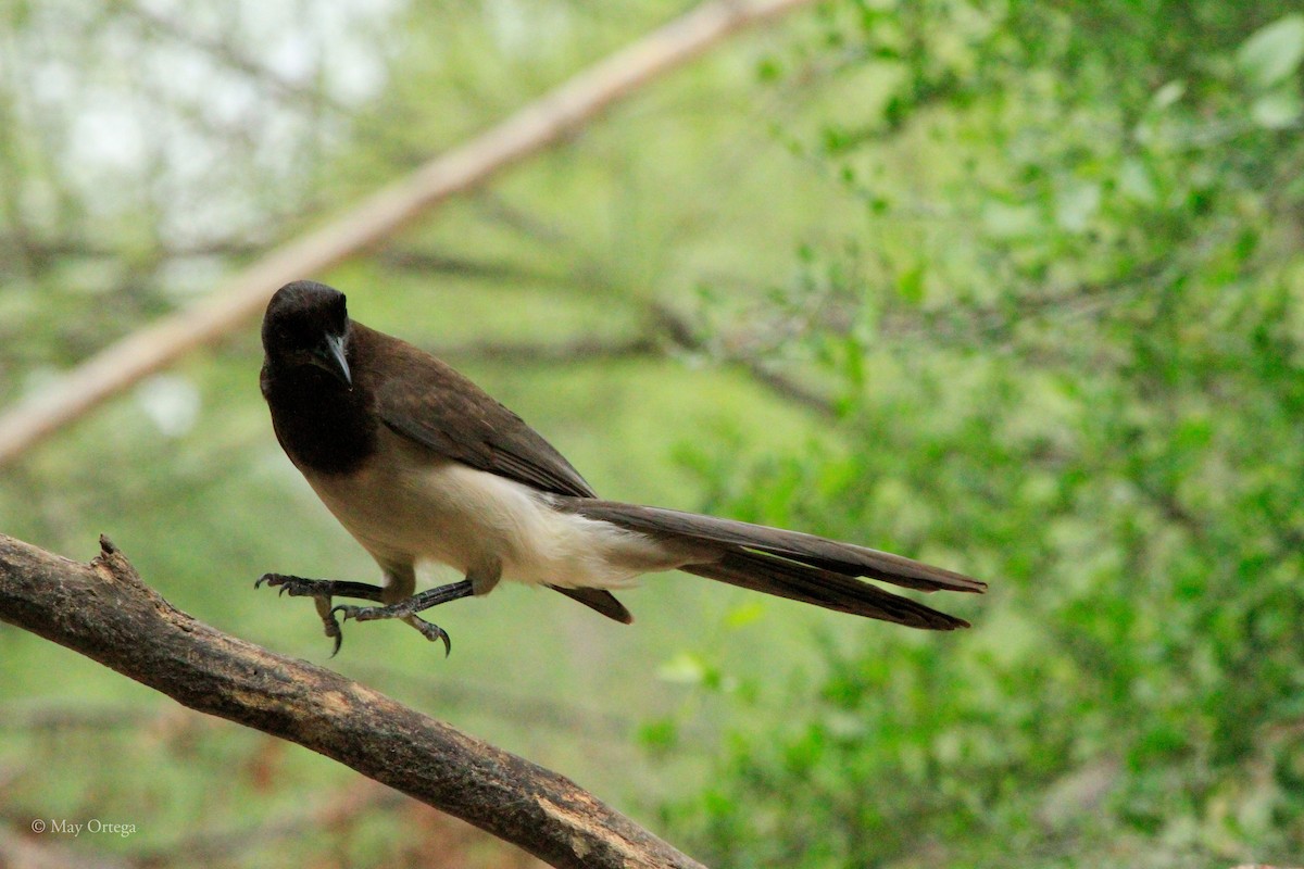 Braunhäher - ML634984618