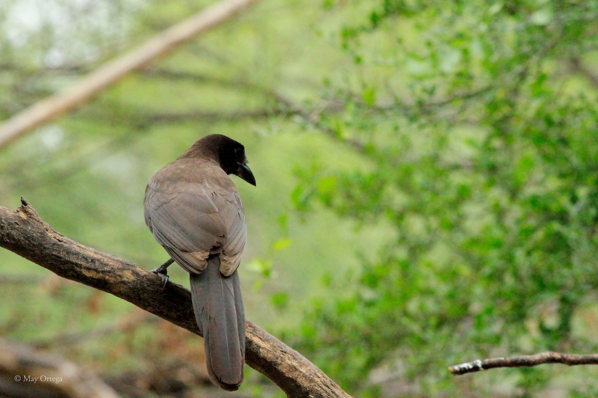 Braunhäher - ML634984619