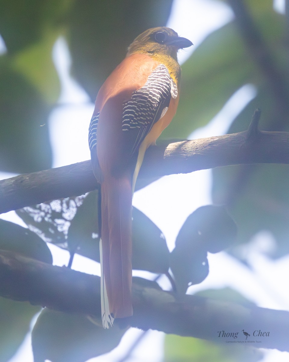 Orangebauchtrogon - ML634984640