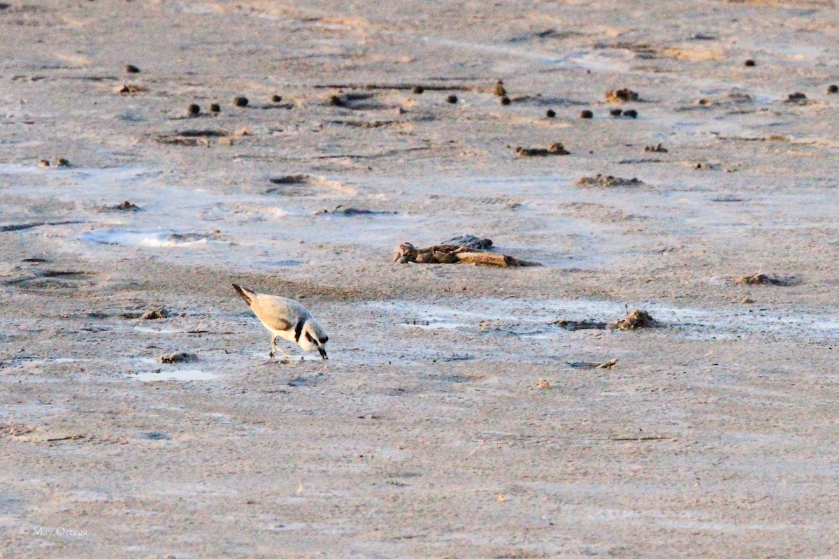Snowy Plover - ML634984656