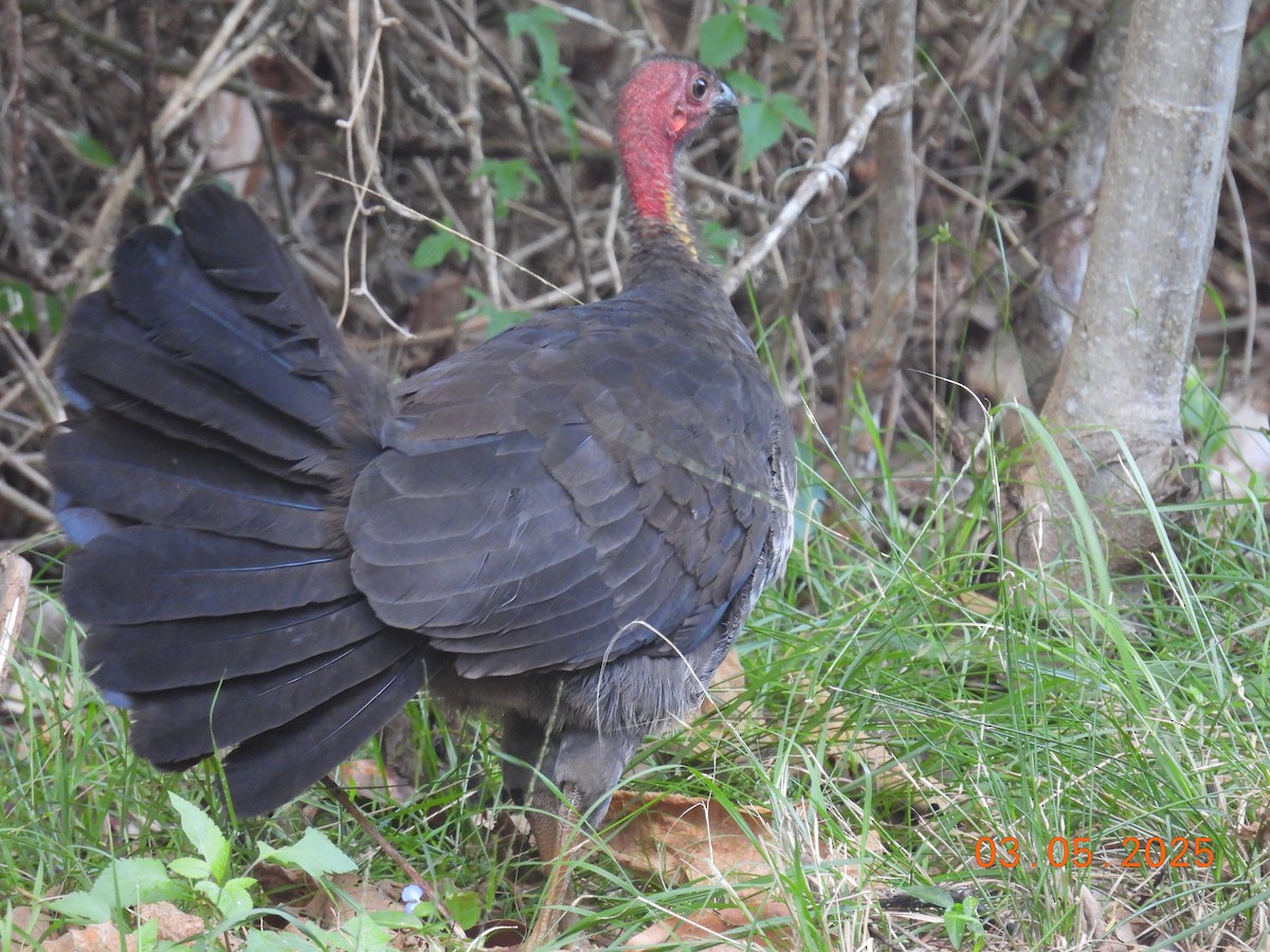 Australian Brushturkey - ML634984661