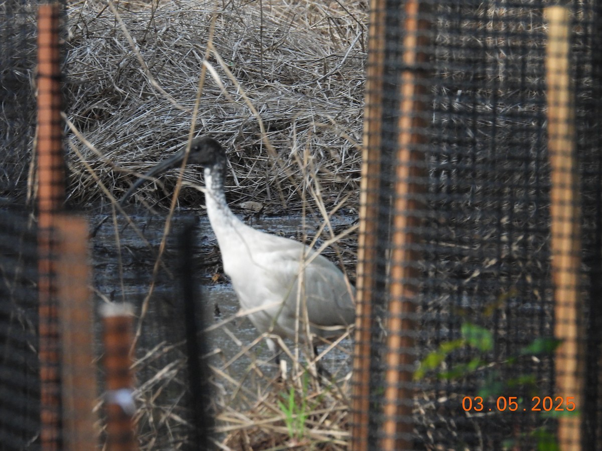 Australian Ibis - ML634984673