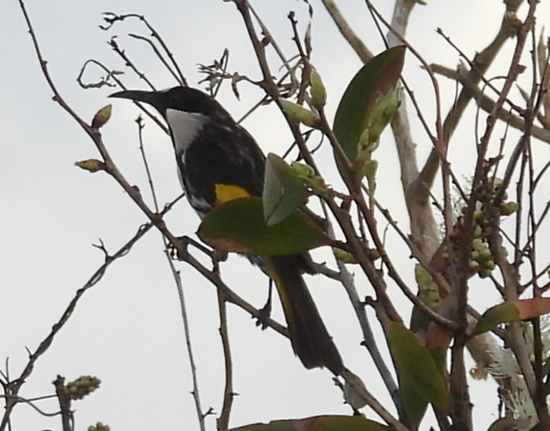 White-cheeked Honeyeater - ML634984707