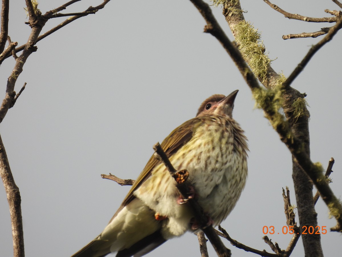 Australasian Figbird (vieilloti) - ML634984723