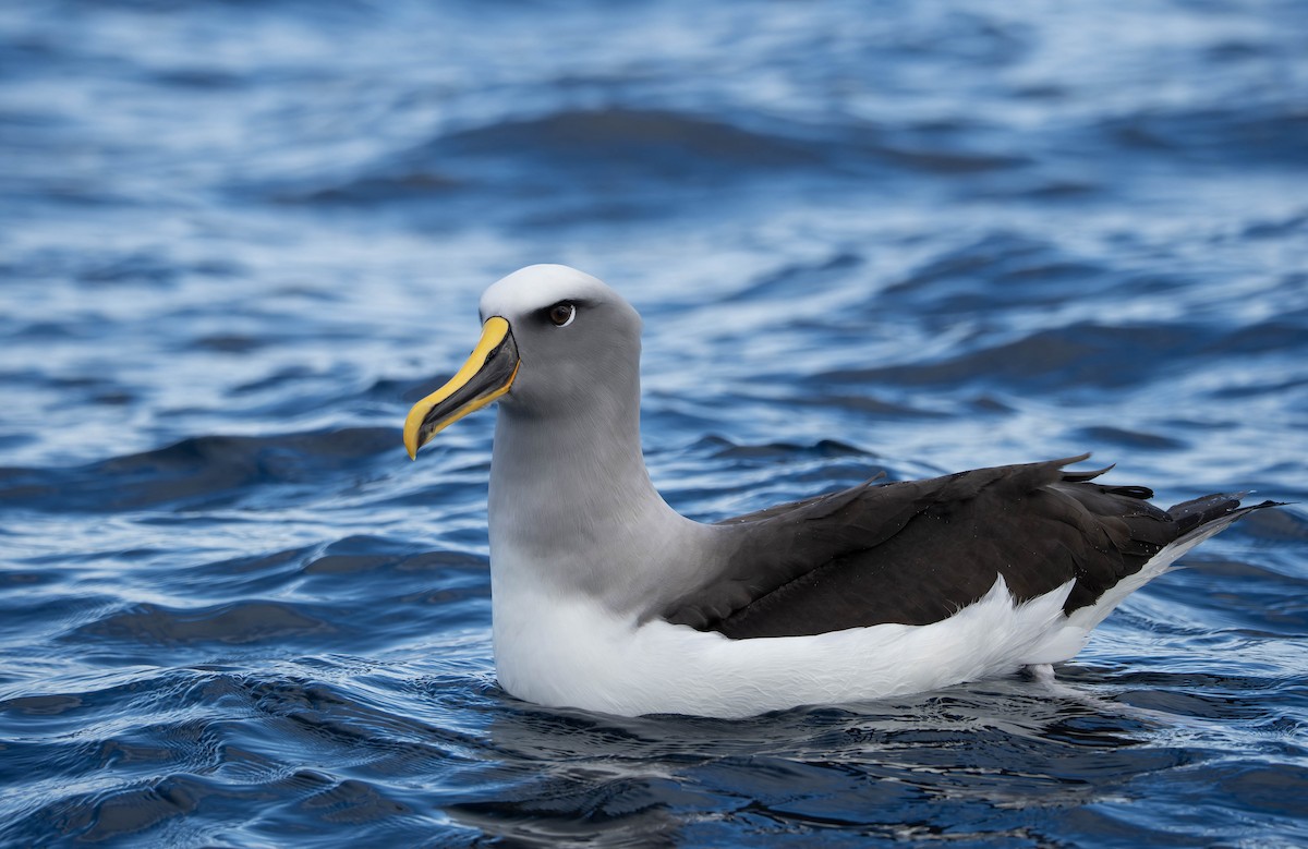 Buller's Albatross - ML634984731