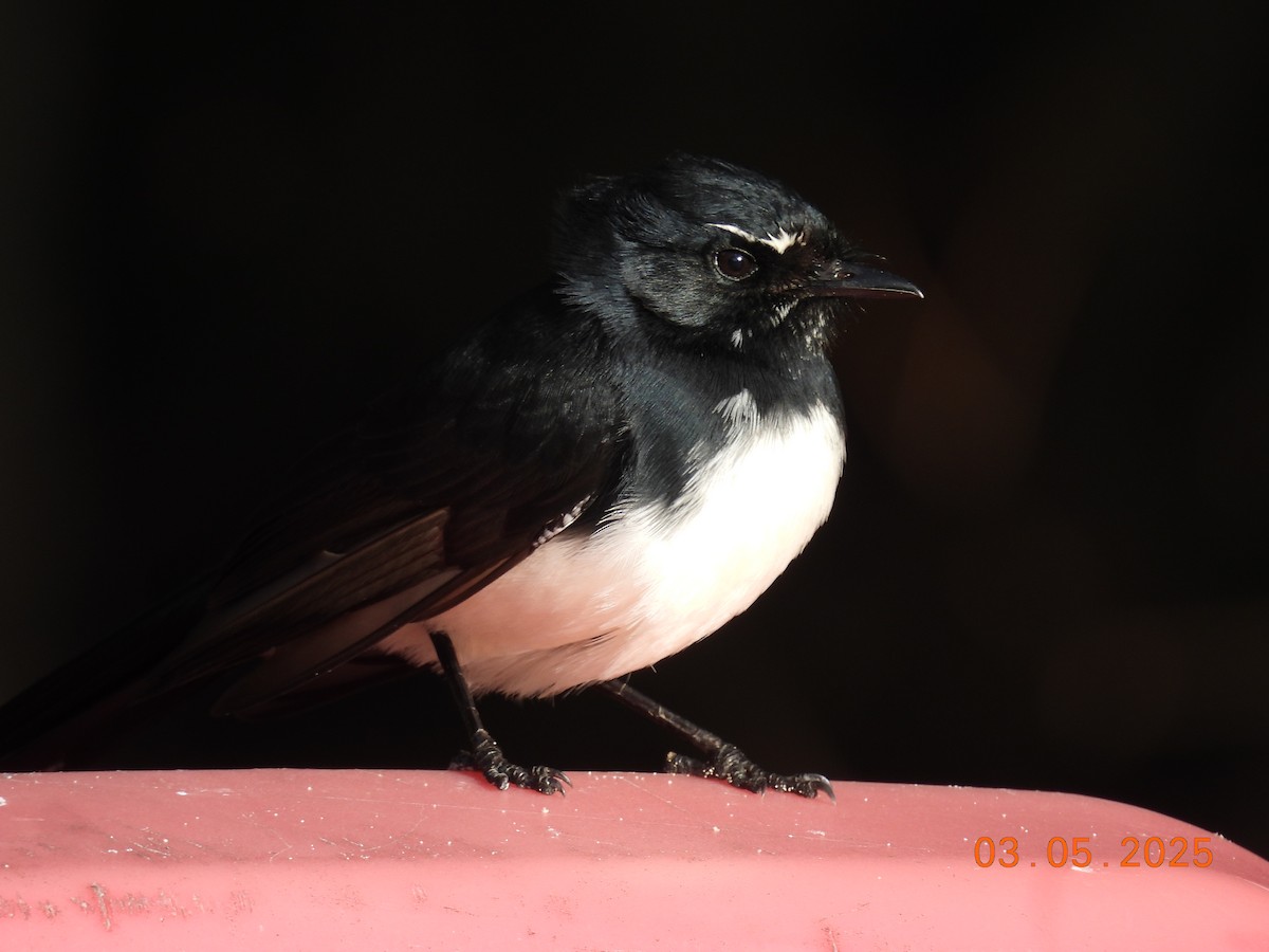 Willie-wagtail - ML634984744