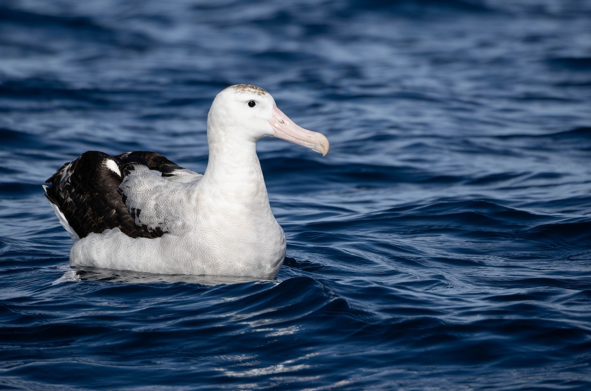 Antipodean Albatross (Gibson's) - ML634984771