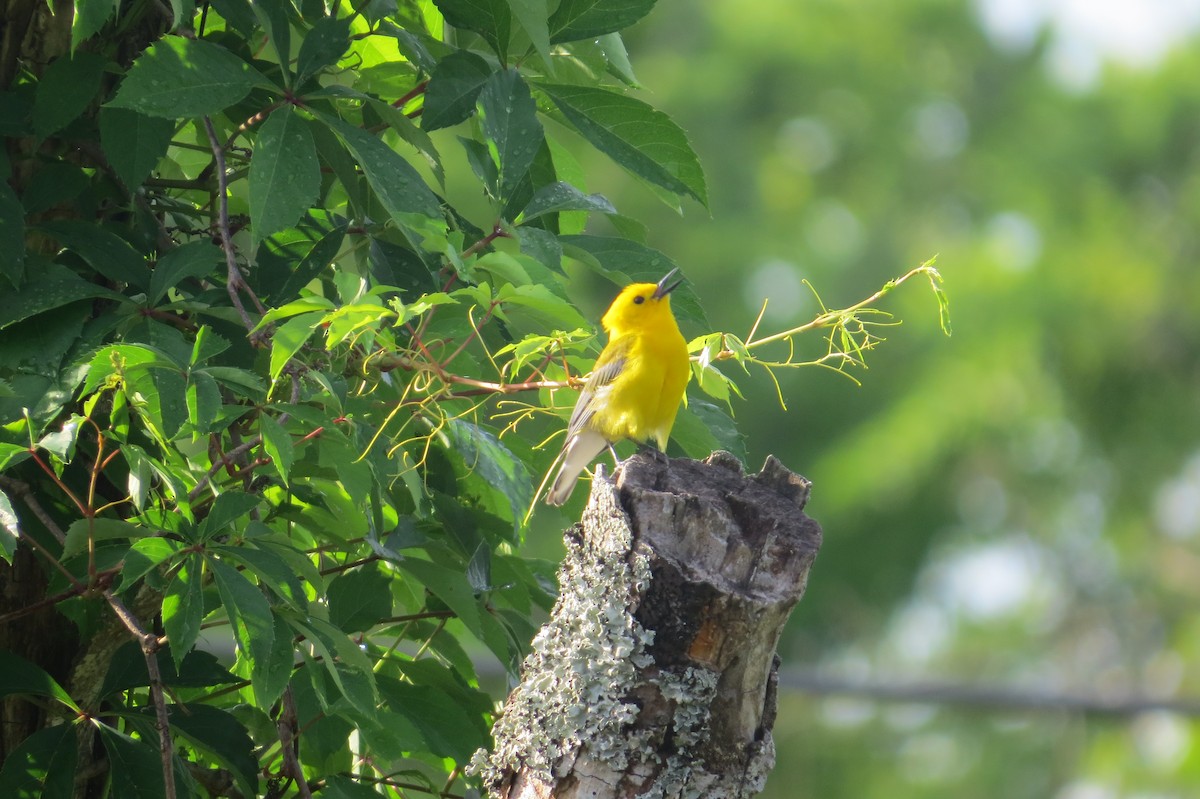Prothonotary Warbler - ML634984813