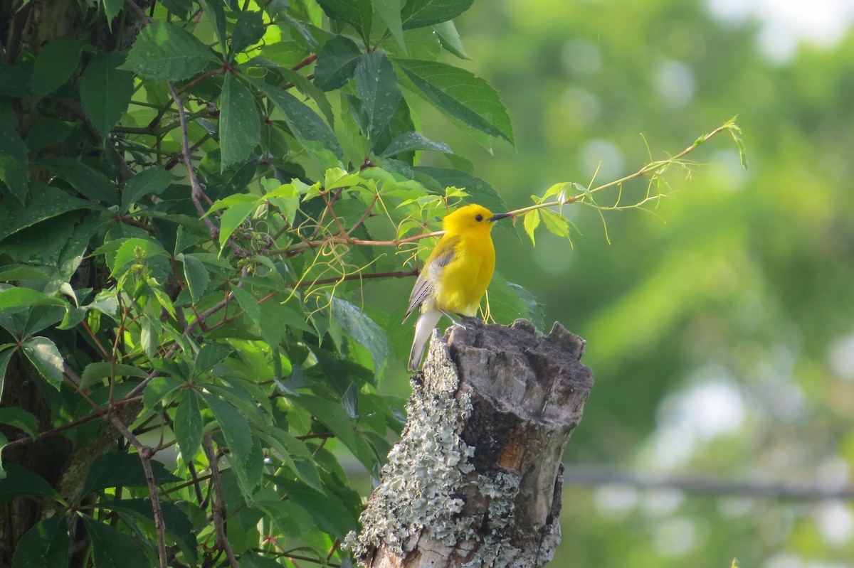 Prothonotary Warbler - ML634984814