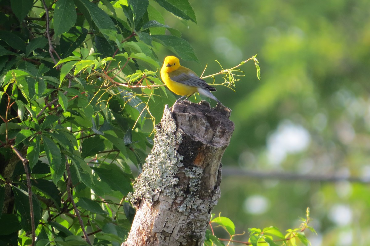Prothonotary Warbler - ML634984816