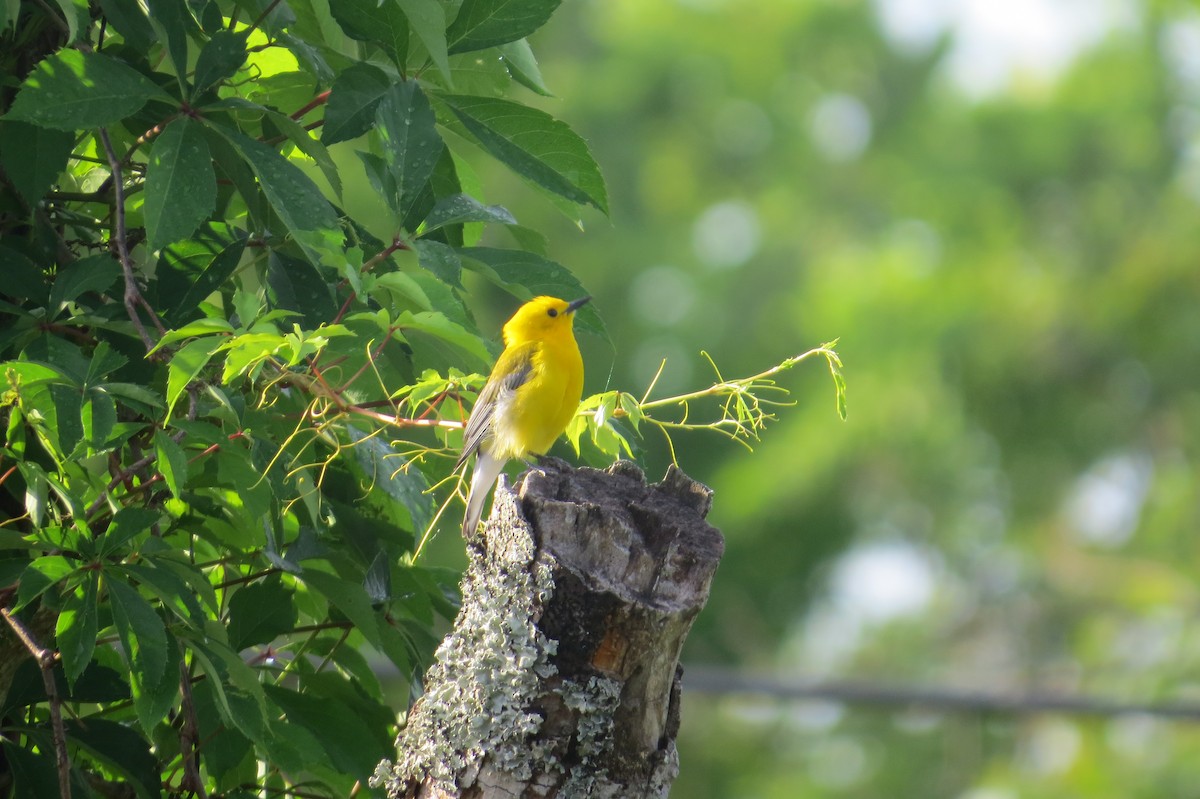 Prothonotary Warbler - ML634984817