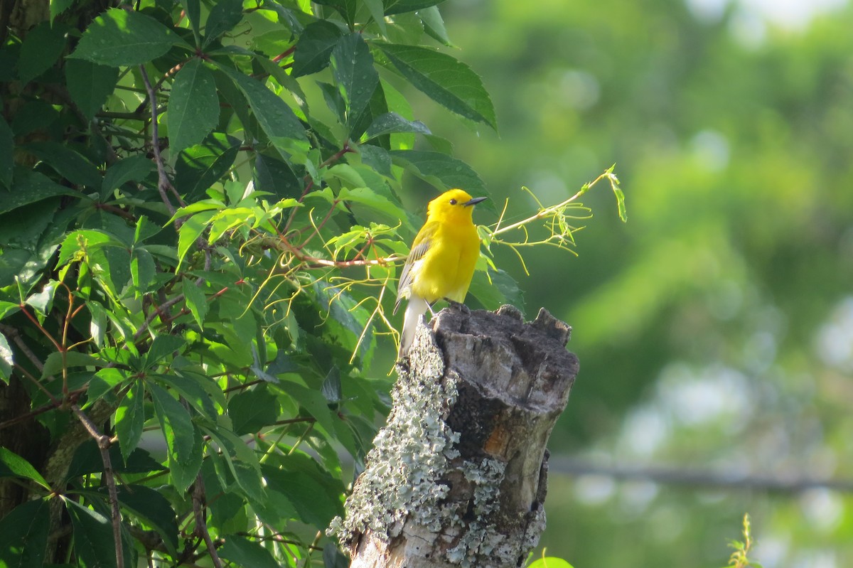 Prothonotary Warbler - ML634984818