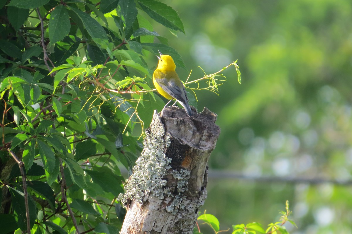 Prothonotary Warbler - ML634984821