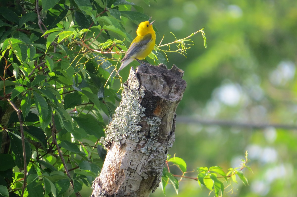 Prothonotary Warbler - ML634984822