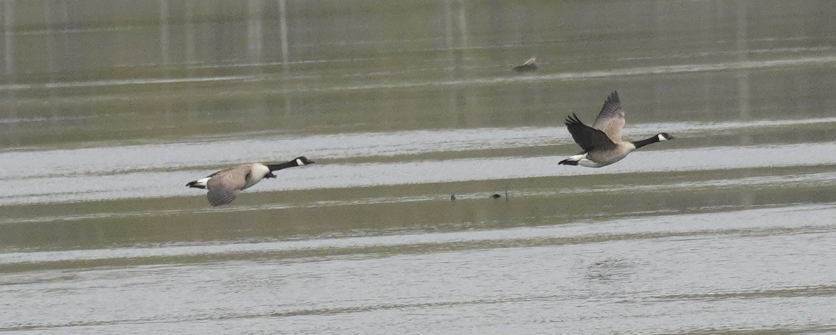 Canada Goose - ML634984924