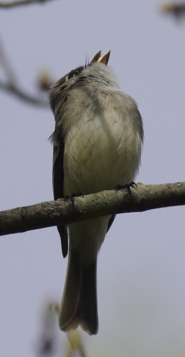 Least Flycatcher - ML634984933