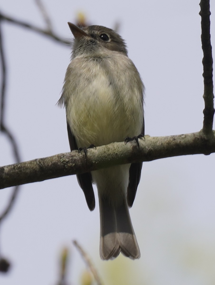 Least Flycatcher - ML634984934