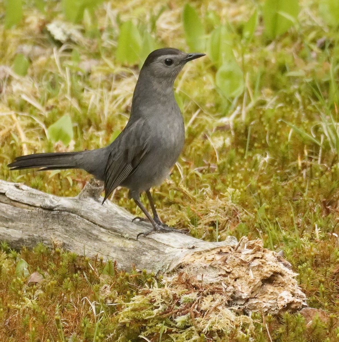 Gray Catbird - ML634984948