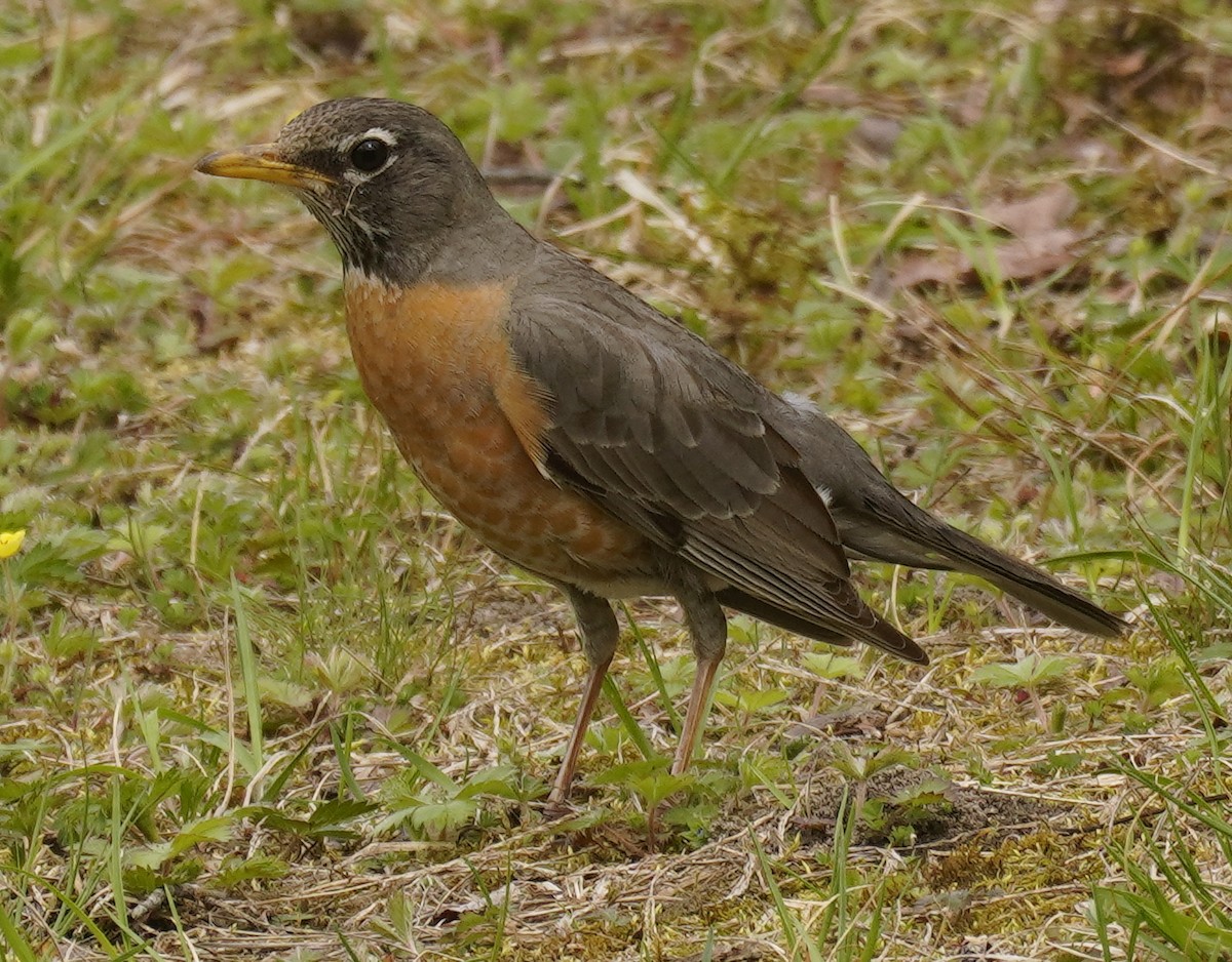 American Robin - ML634984955