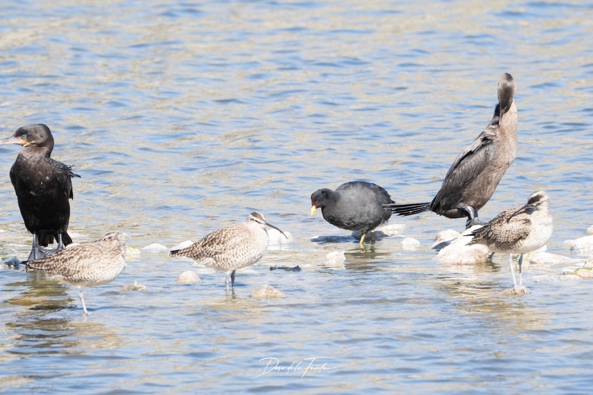 Red-fronted Coot - ML634984962