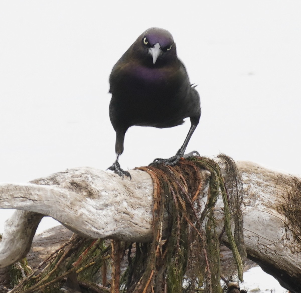 Common Grackle - ML634984963