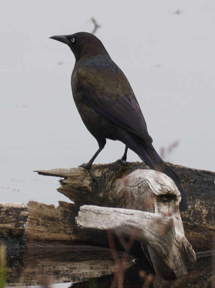 Common Grackle - ML634984964