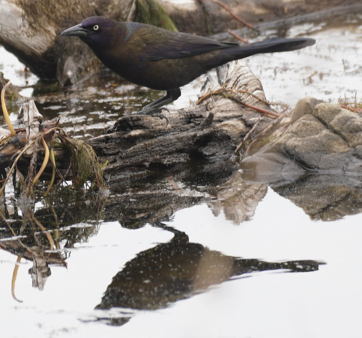 Common Grackle - ML634984965