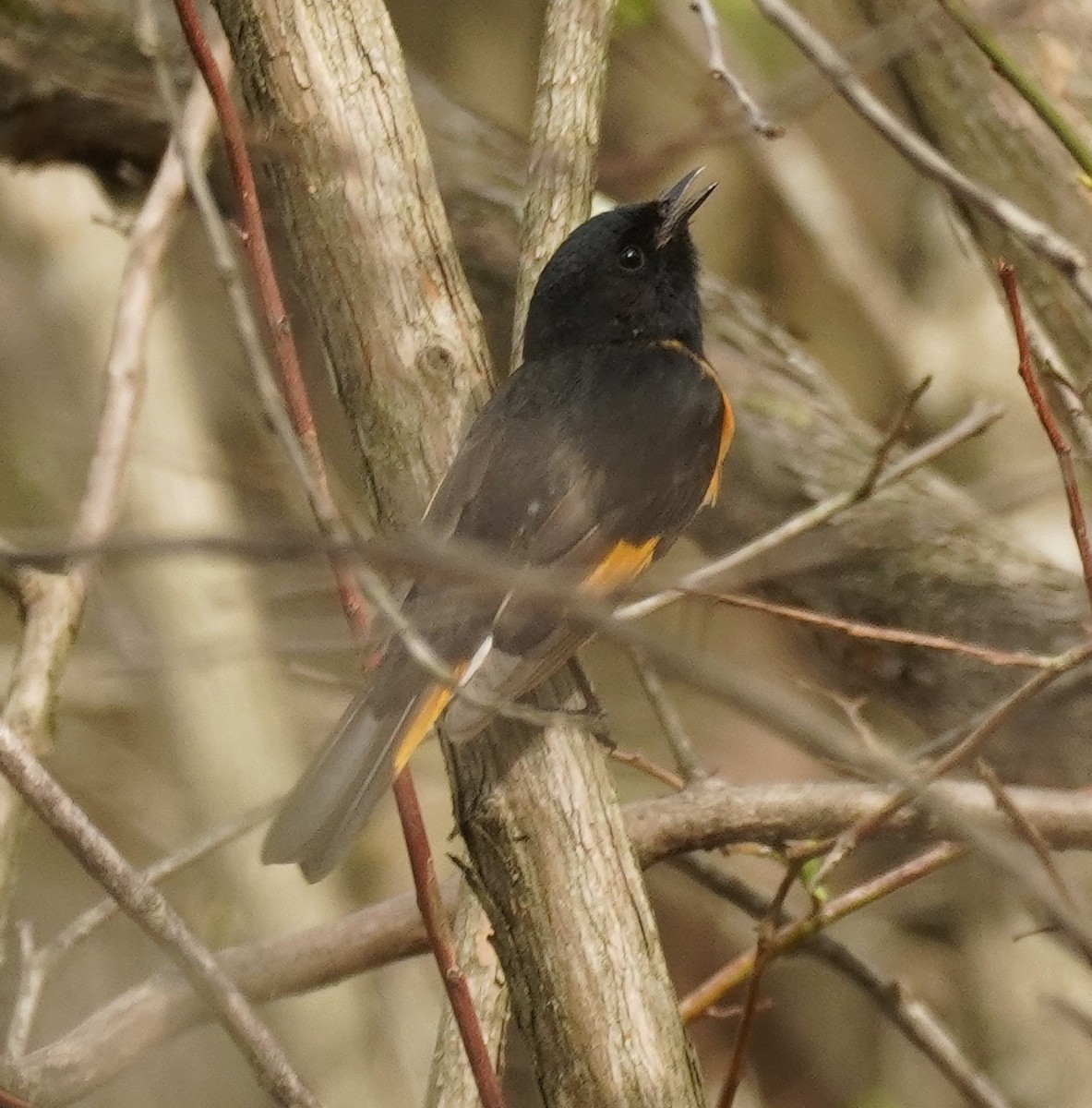 American Redstart - ML634984980