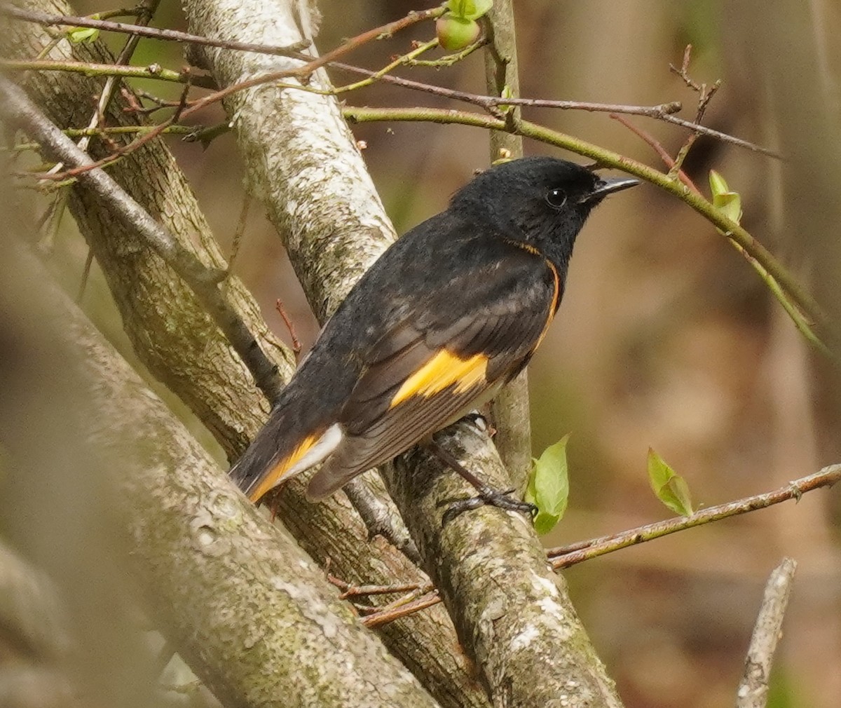American Redstart - ML634984981