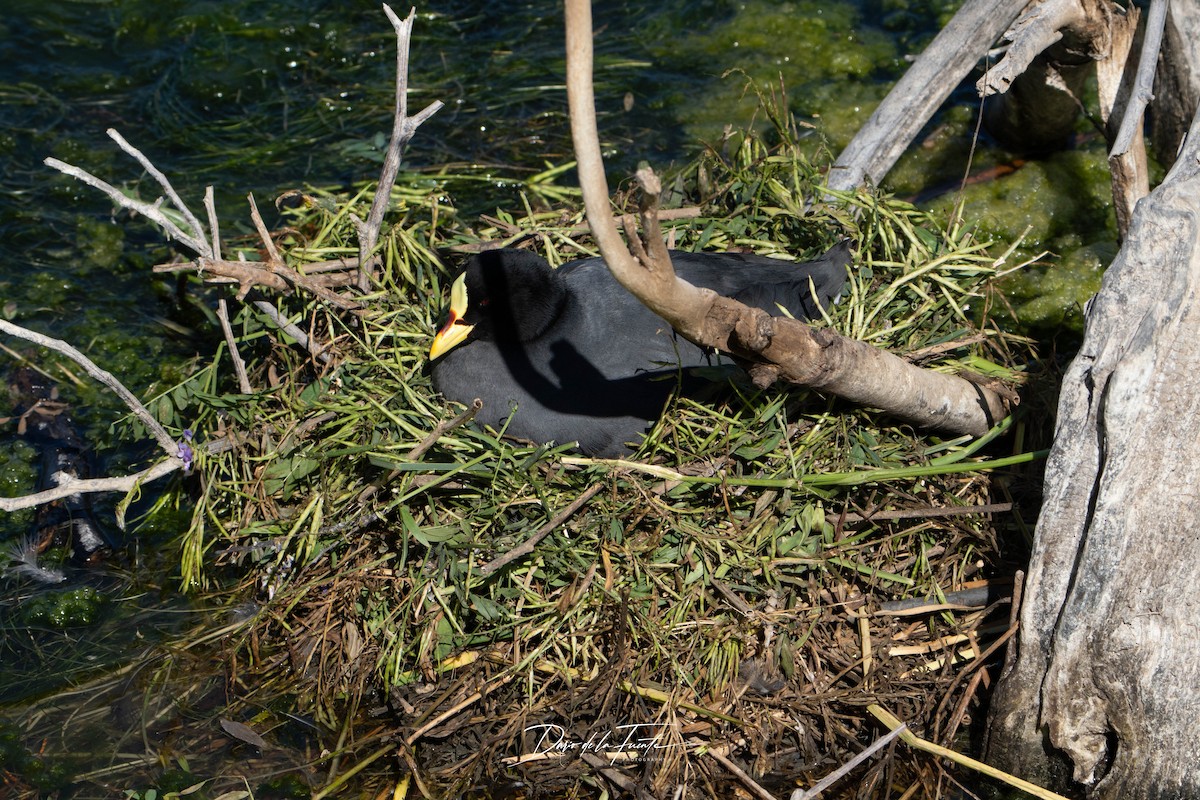 Red-gartered Coot - ML634984983