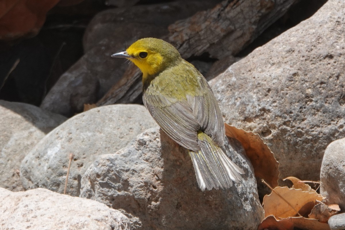 Hooded Warbler - ML634984998