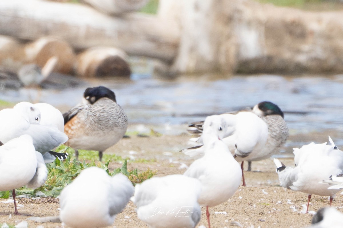 Chiloe Wigeon - ML634985089