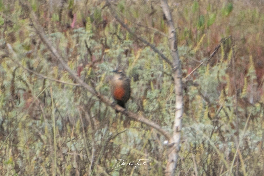 Long-tailed Meadowlark - ML634985098