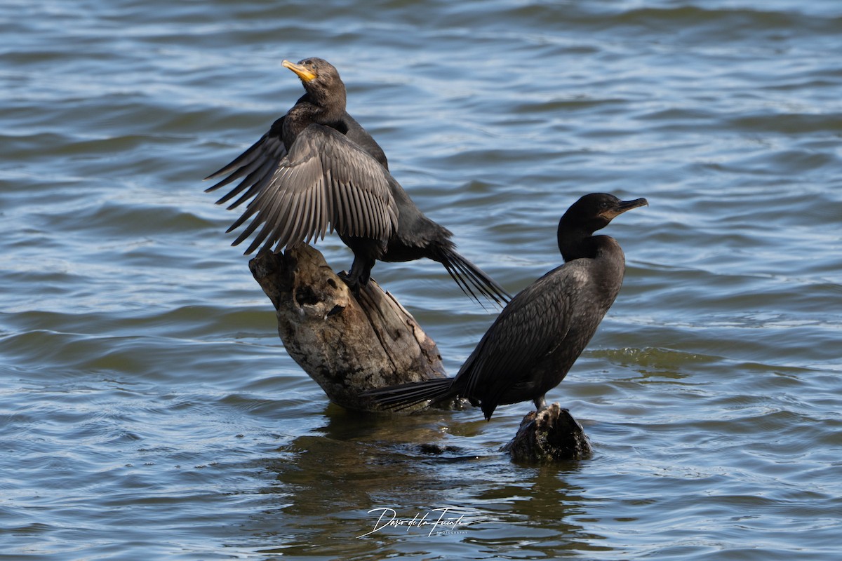 Neotropic Cormorant - ML634985122