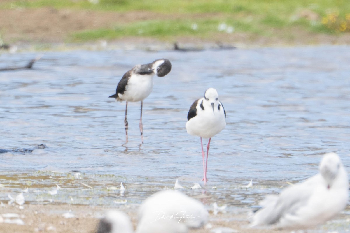 Black-necked Stilt - ML634985124