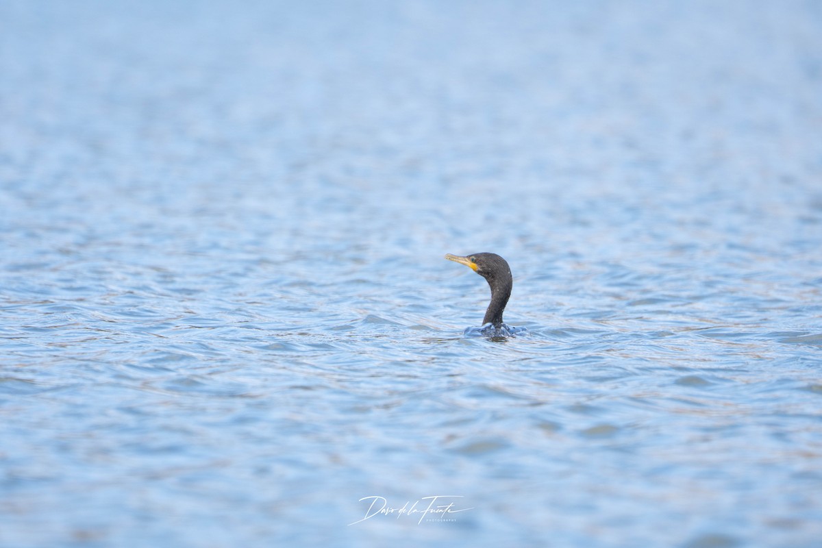Neotropic Cormorant - ML634985131