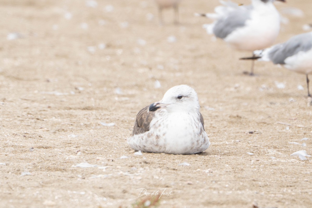 Kelp Gull - ML634985135