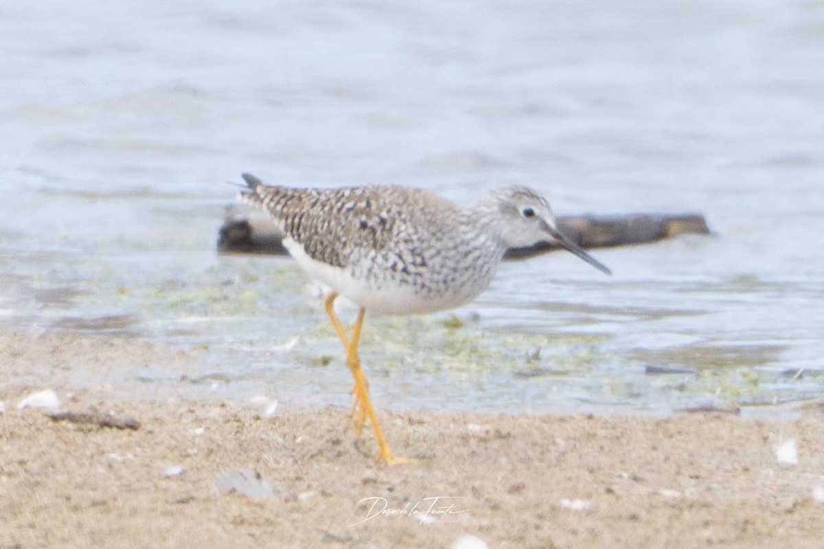 Lesser Yellowlegs - ML634985151