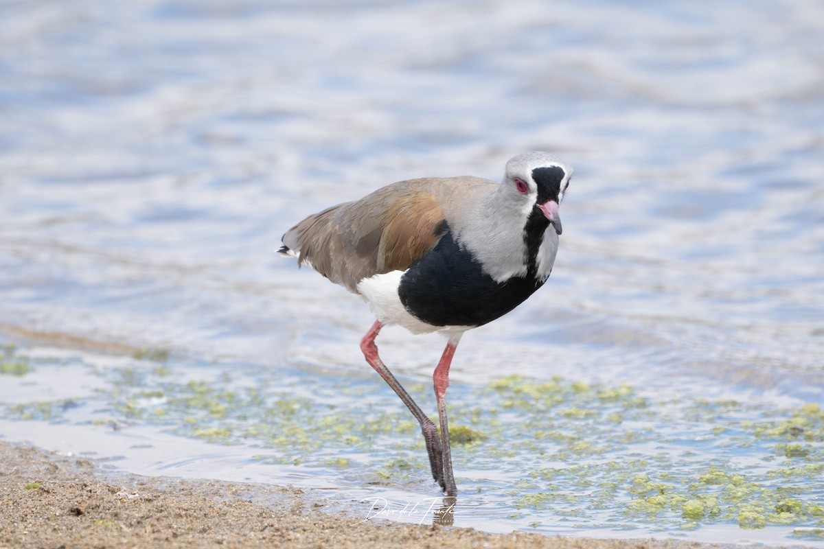 Southern Lapwing - ML634985159