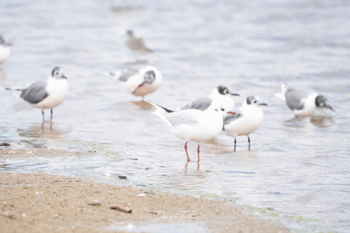 Brown-hooded Gull - ML634985167